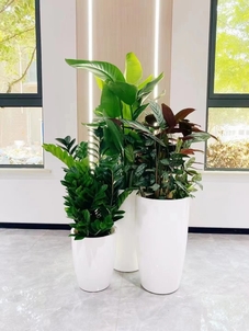 解析杭州湾花卉租赁价格，不容错过